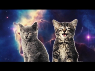 Поющие котята