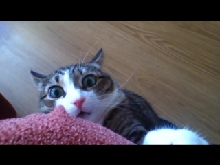 Коты в шоке