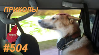 Приколы август 2019 №504