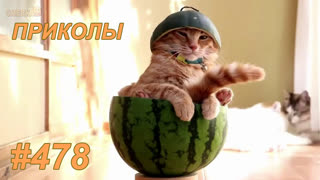 Приколы июль 2019 №478