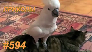 Приколы ноябрь 2019 №594